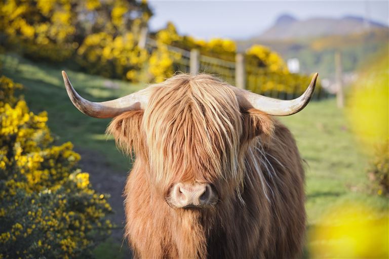 Schottland für Einsteiger ©georgeclerk/istock